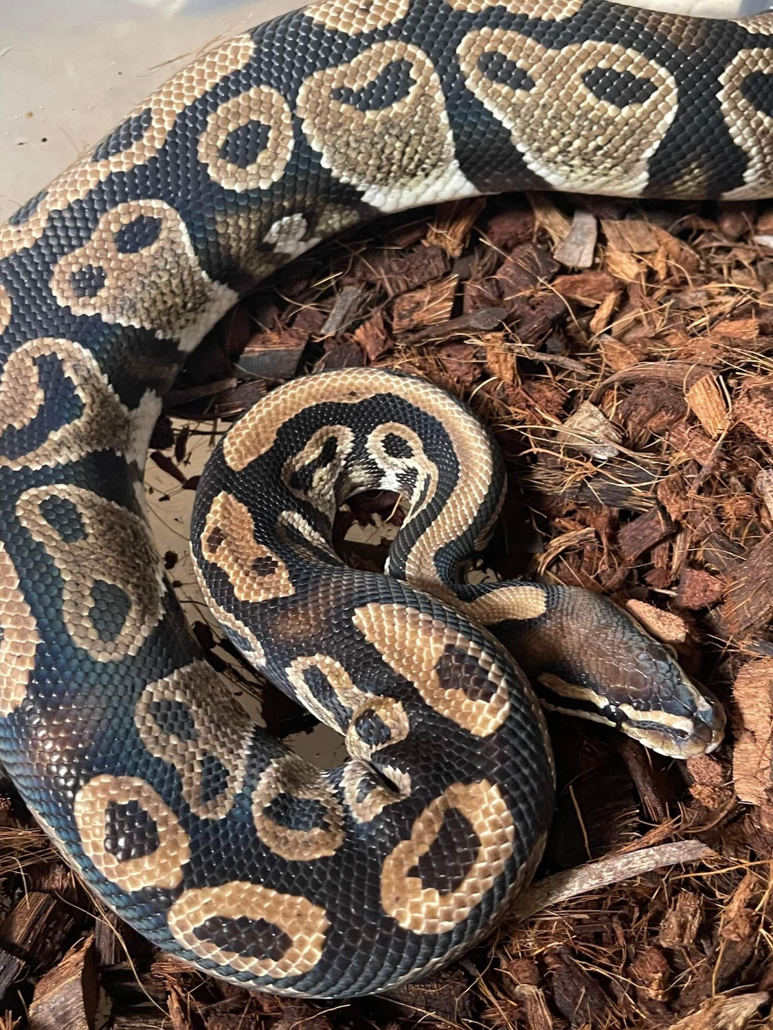 Normal Ball Python by Sugar and Ice Pythons - MorphMarket