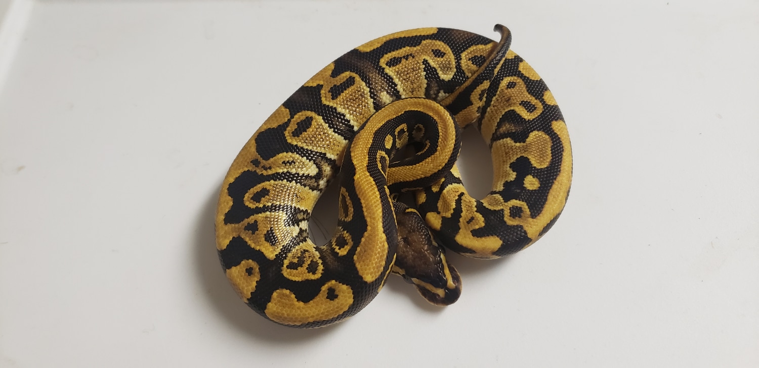 Flame/Vanilla 100% Het Albino Ball Python by Sugar and Ice Pythons ...