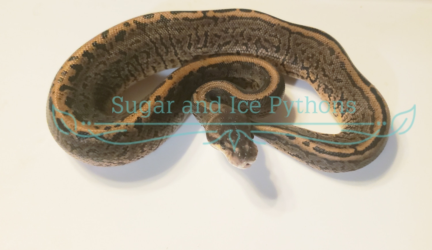 Leopard Black Pastel Pinstripe Ball Python by Sugar and Ice Pythons ...