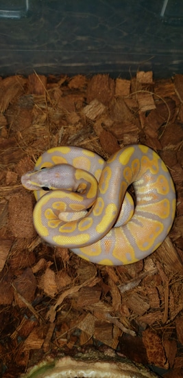 Banana Ball Python by Sugar and Ice Pythons