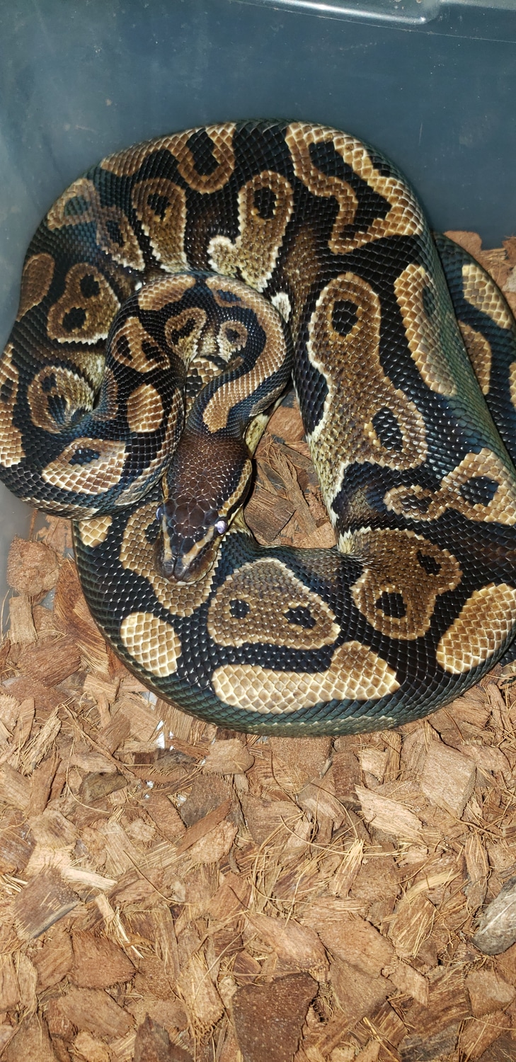 Normal Ball Python by Sugar and Ice Pythons - MorphMarket