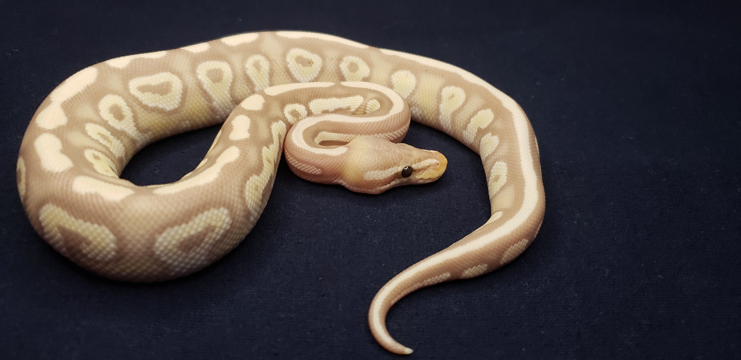 Banana Mojave Ball Python by Sugar and Ice Pythons - MorphMarket