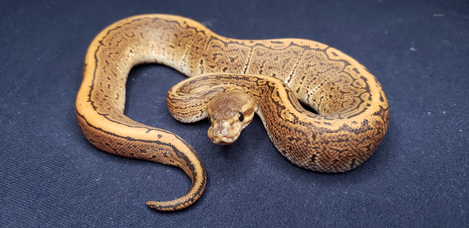 Black Pastel Pinstripe Ball Python by Sugar and Ice Pythons - MorphMarket