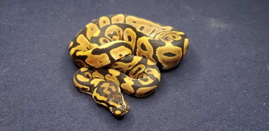 Leopard Includes Shipping Ball Python by Sugar and Ice Pythons