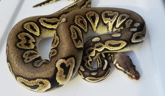 Pewter Ball Python by Sugar and Ice Pythons