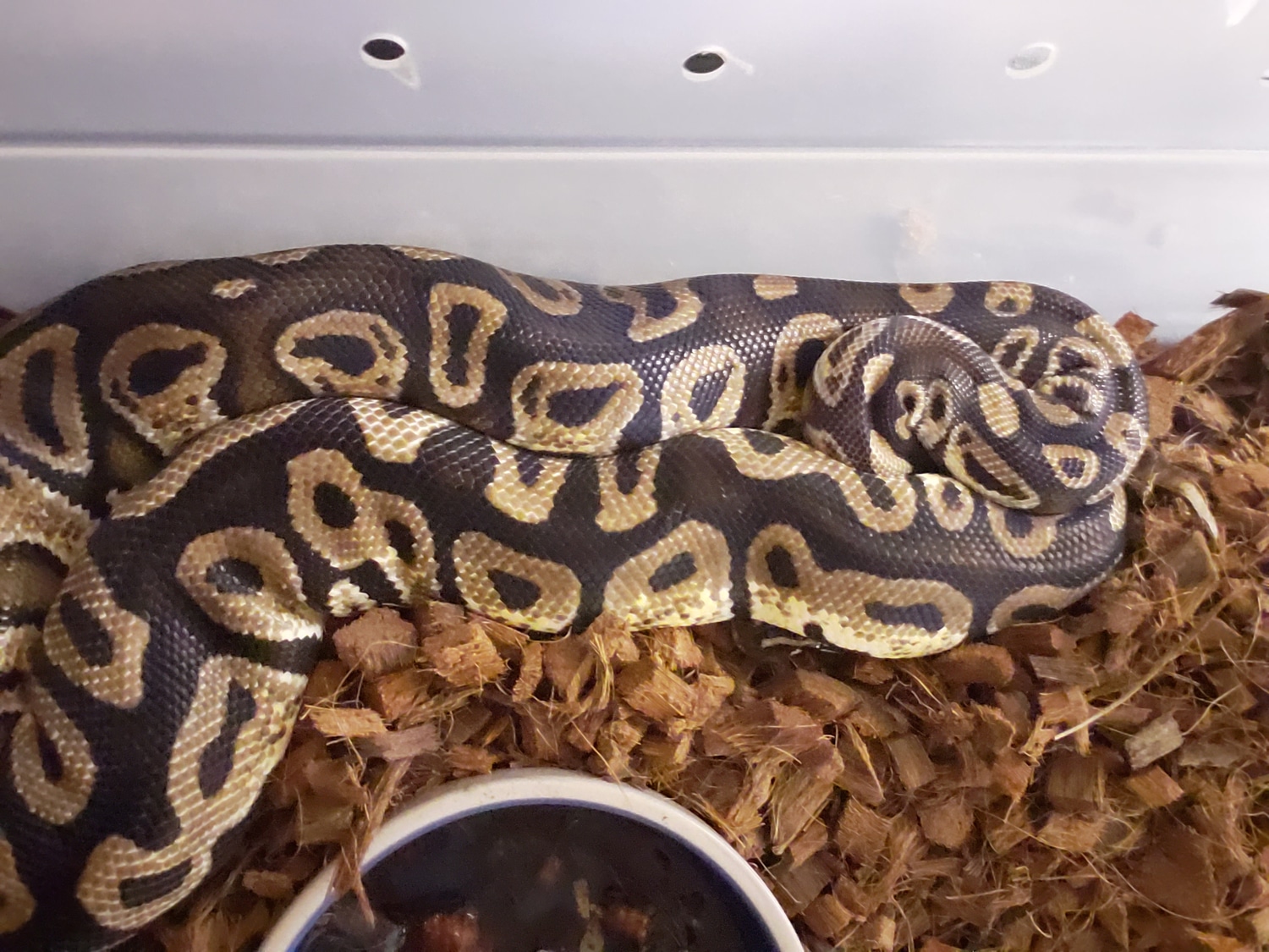 Dobby Ball Python by Sugar and Ice Pythons - MorphMarket