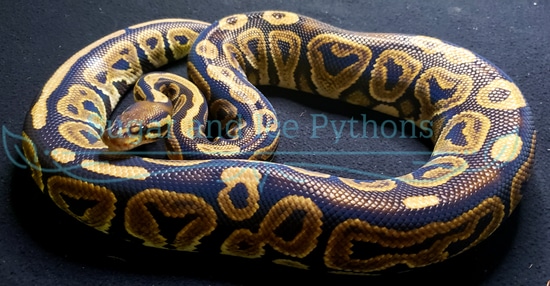 Black Pastel Proven Ball Python by Sugar and Ice Pythons