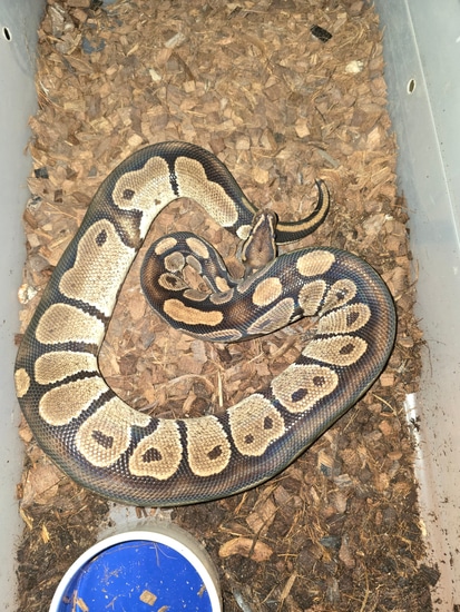 Adult Normal Ball Python by Sugar and Ice Pythons