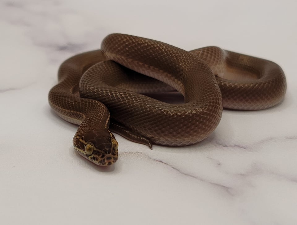 Togo Stripe House Snake by House Snake Morphs and More MorphMarket