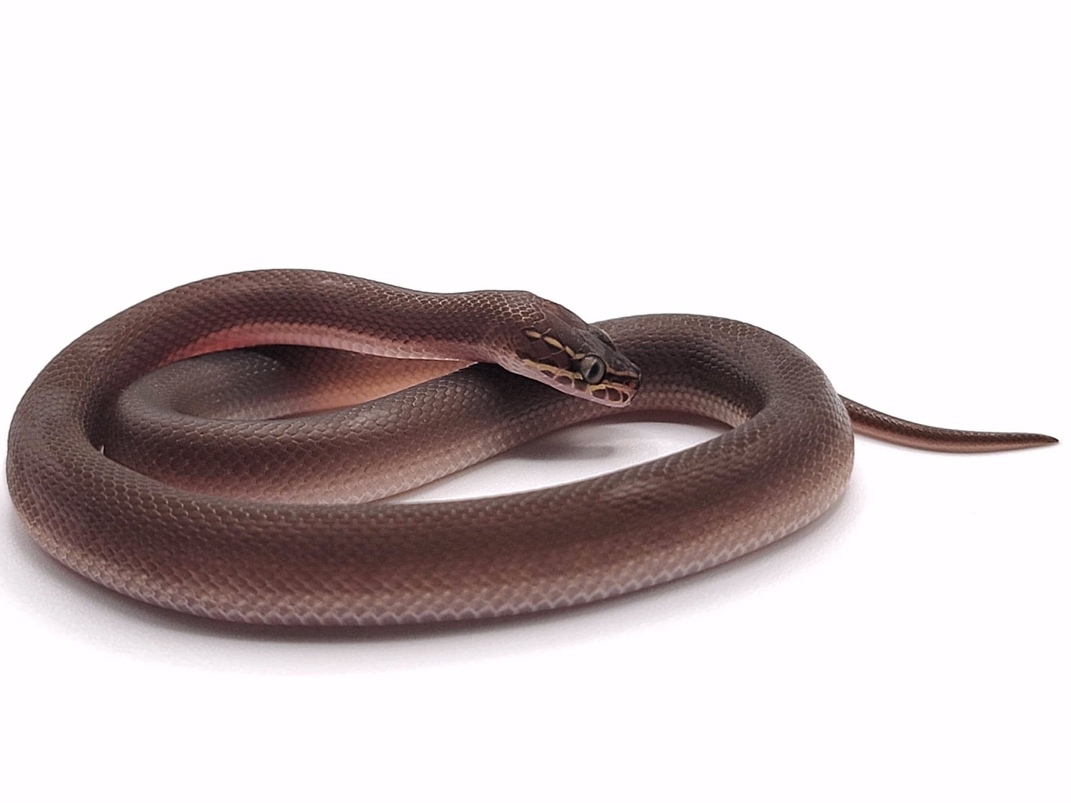 Patternless Togo Stripe "D" House Snake by House Snake Morphs and More