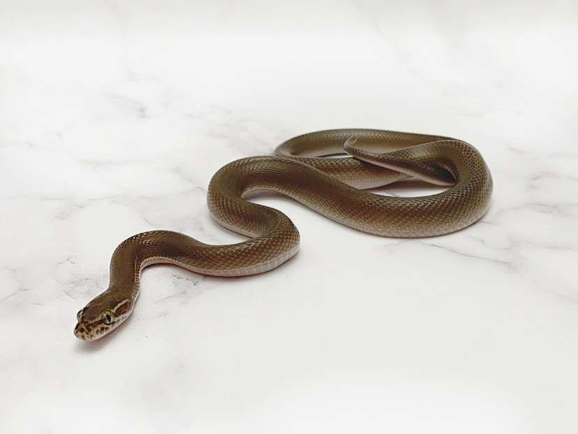 Patternless Togo Stripe House Snake by House Snake Morphs and More