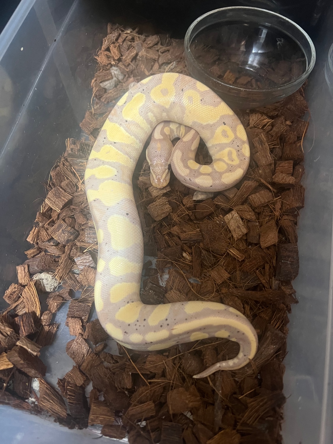 Banana Asphalt/YB Ball Python by PythonLife MorphMarket