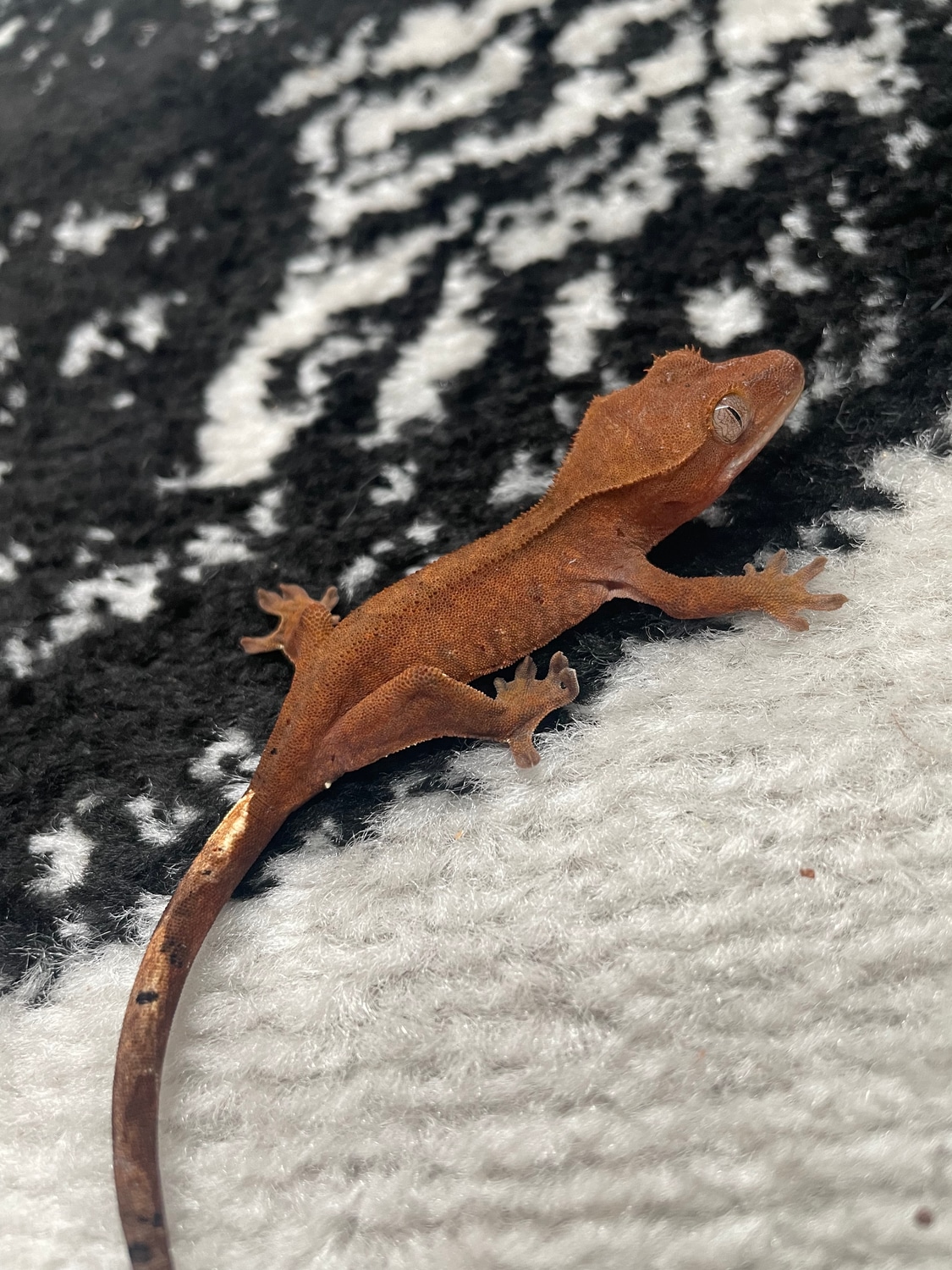 hatchlings-crested-gecko-by-rising-reptilez-morphmarket