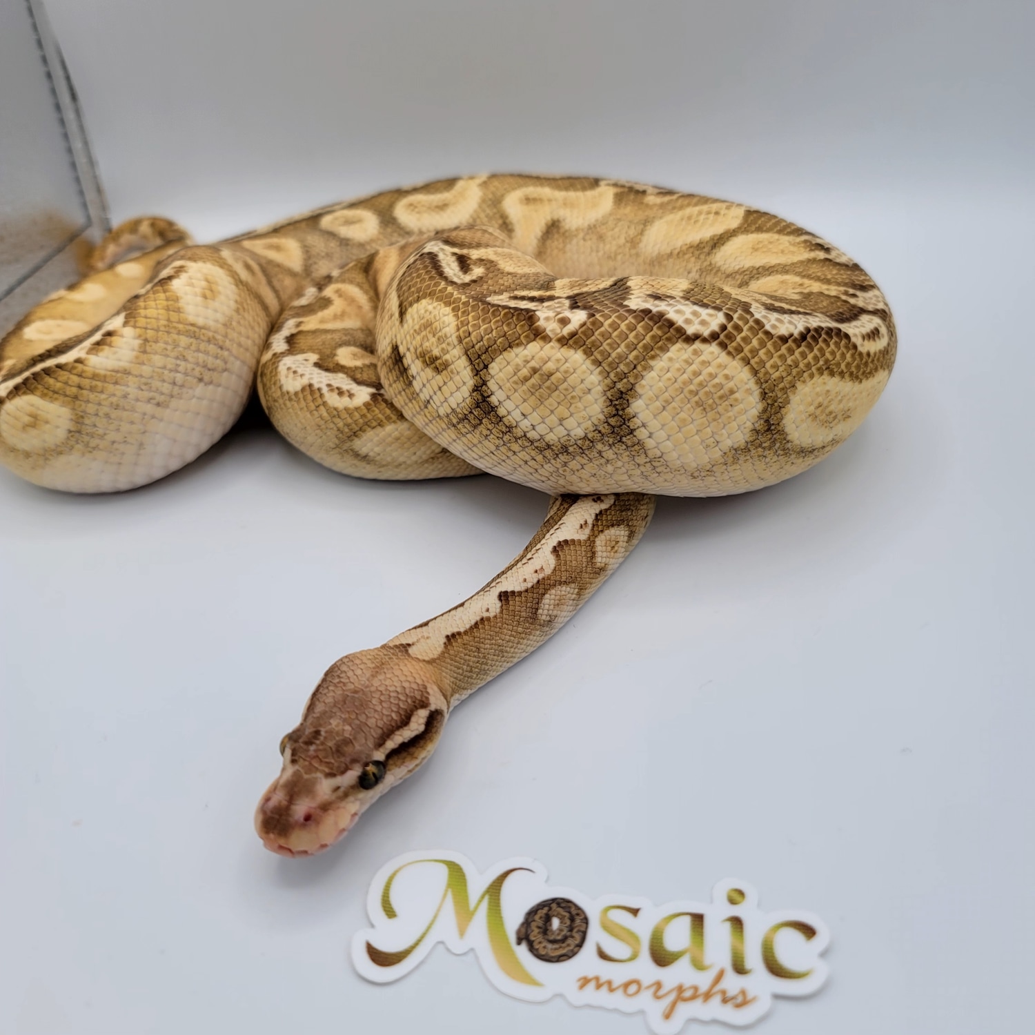 GHI Pastel Lesser Het Hypo Ball Python by Mosaic Morphs - MorphMarket