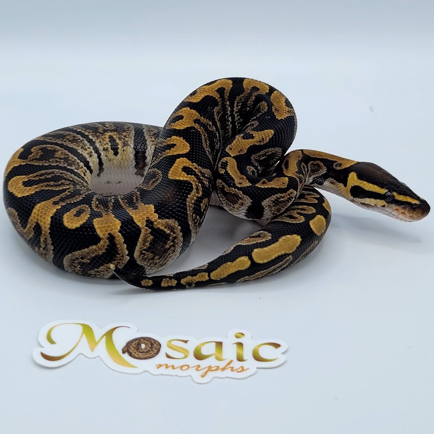 GHI Double Het VPI Axanthic Clown Ball Python by Mosaic Morphs ...