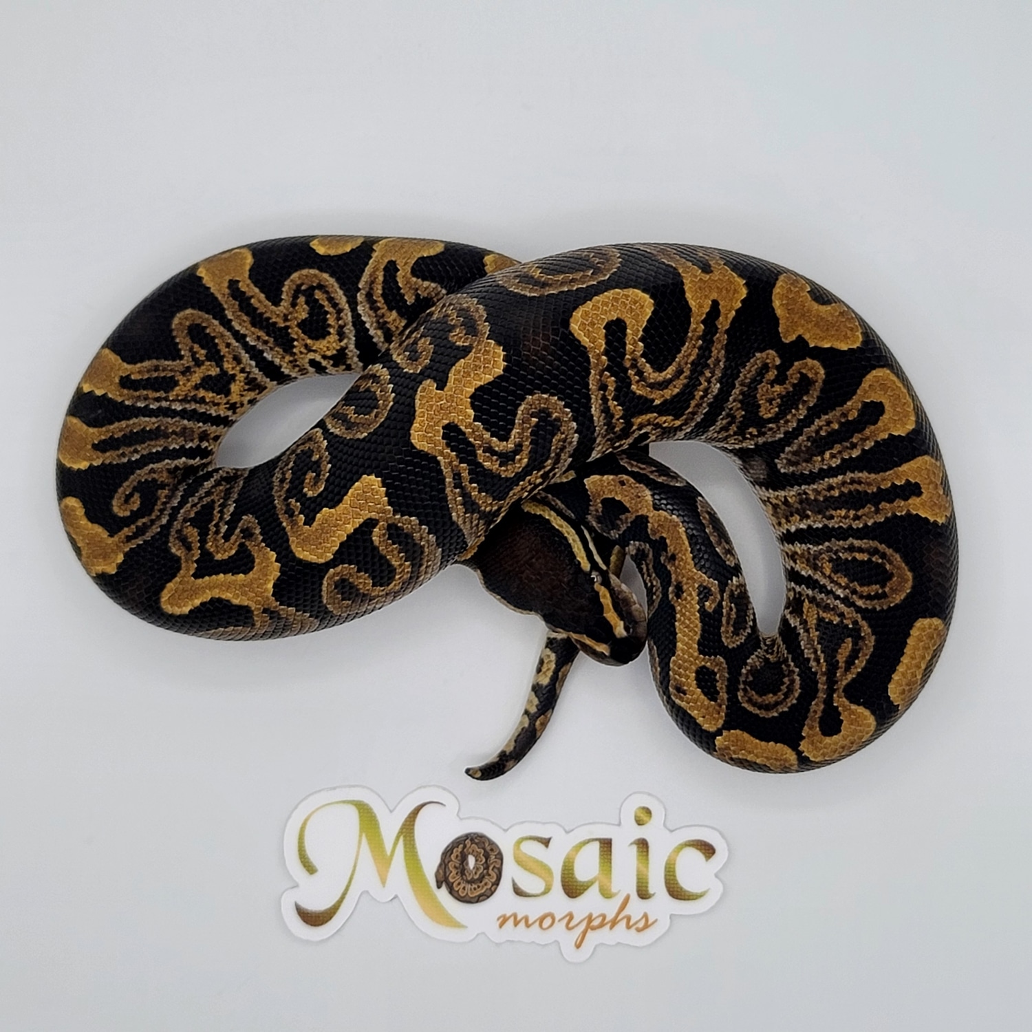 GHI Double Het VPI Axanthic Clown Ball Python by Mosaic Morphs ...