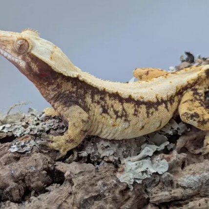 Soft Scale Solid Dorsal Crested Gecko