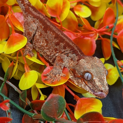 Red Stripe/Red Base Gargoyle Gecko