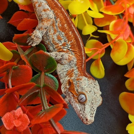 Messy 6 Stripe Gargoyle Gecko