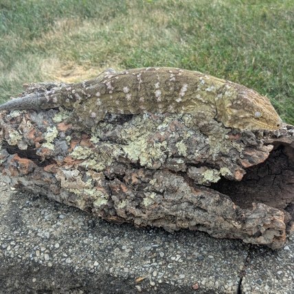 Gta/gtc--pdv Leachianus Gecko