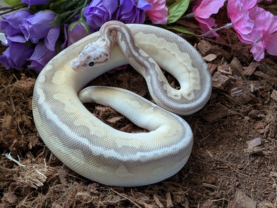 Sterling Lesser Ball Python by Send Noods
