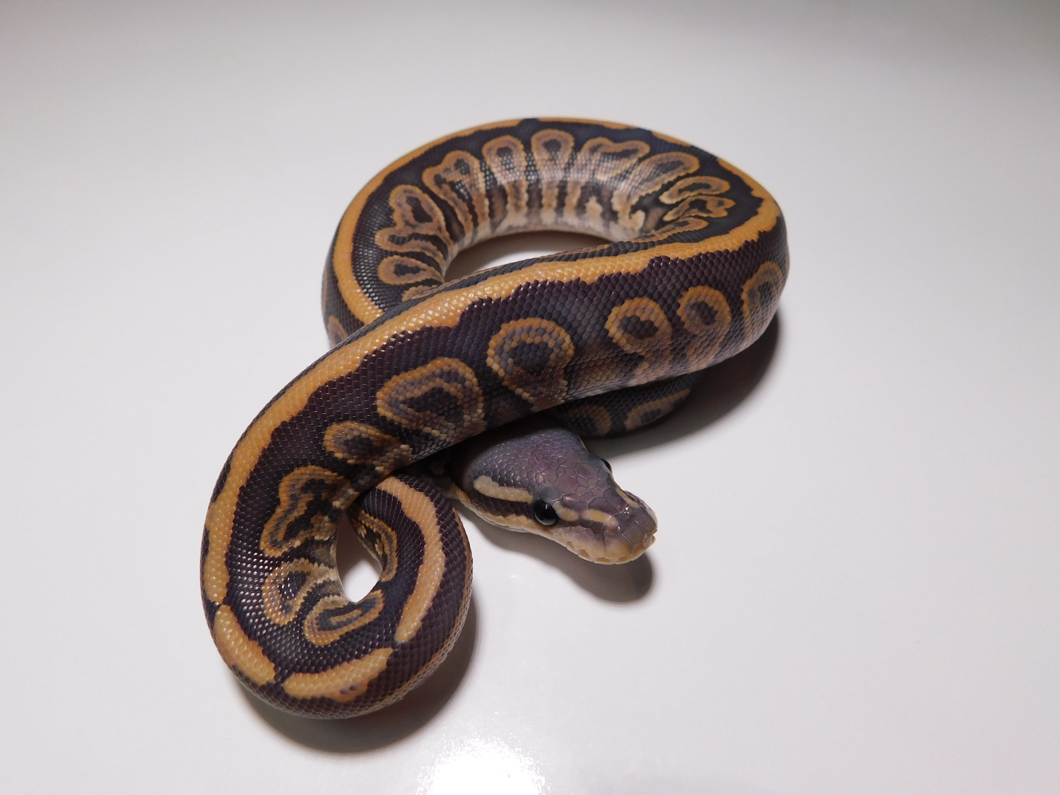 Black Pastel Orange Ghost Ball Python by Crash Site Reptiles MorphMarket