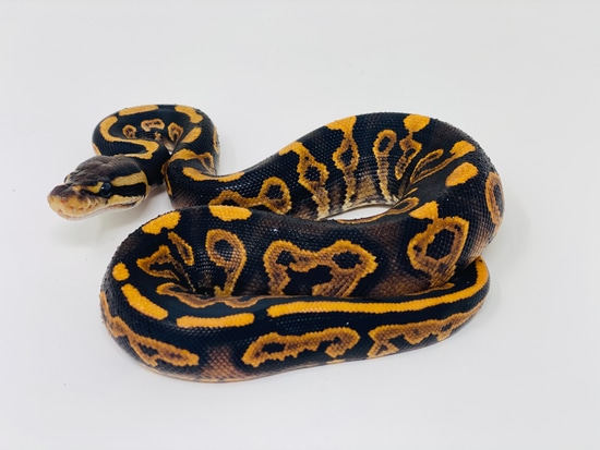 Black Pastel Orange Dream Enchi YB Het Orange Ghost Ball Python by ...