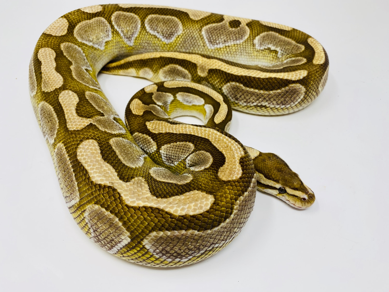 Lesser Platinum Ball Python by Crash Site Reptiles - MorphMarket