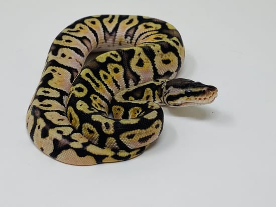Orange Dream Inferno Ball Python by Crash Site Reptiles