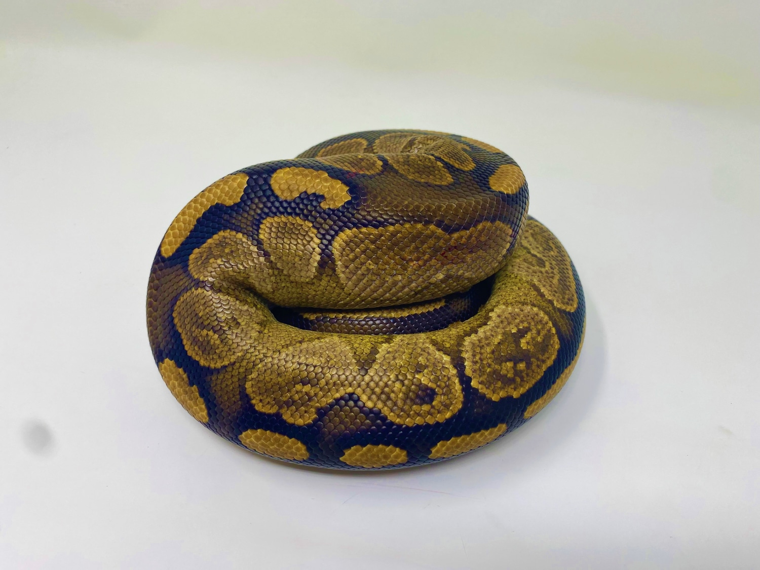 Super Razor Ball Python by Crash Site Reptiles - MorphMarket