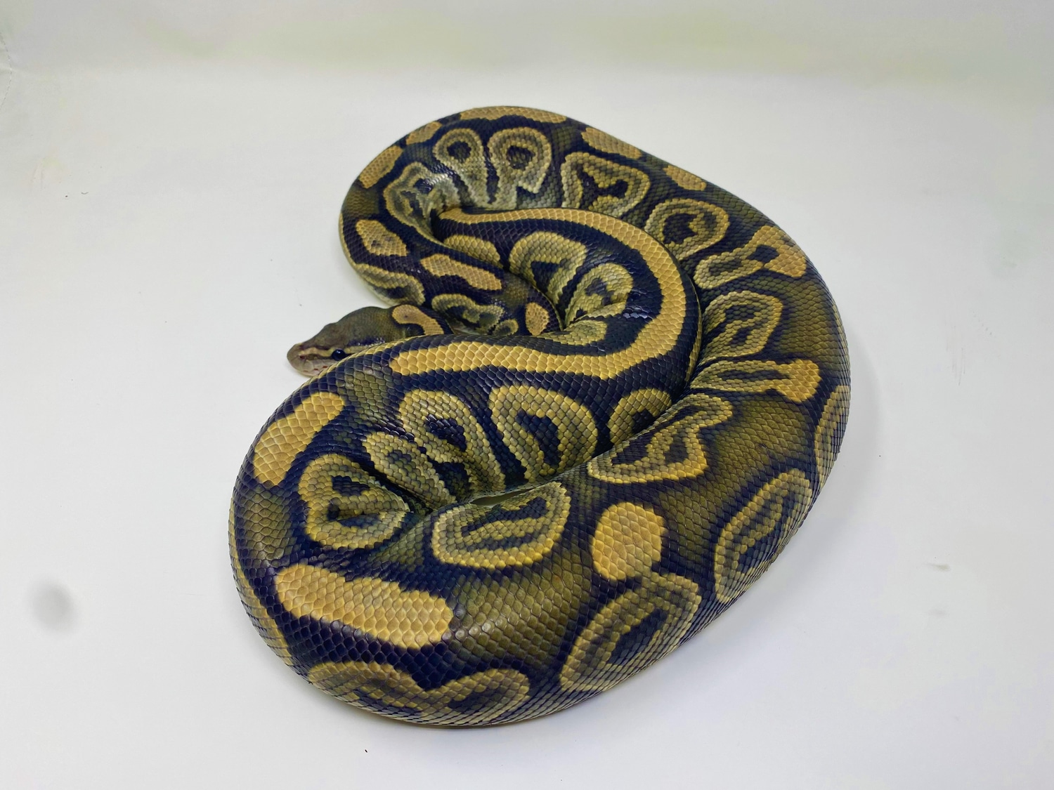 Black Pastel Orange Ghost Ball Python by Crash Site Reptiles MorphMarket