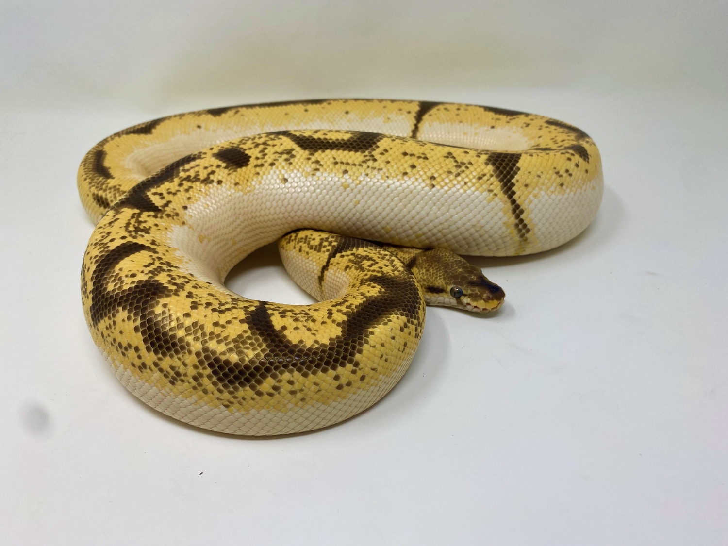 Super Orange Dream, YB Spider Ball Python by Crash Site Reptiles