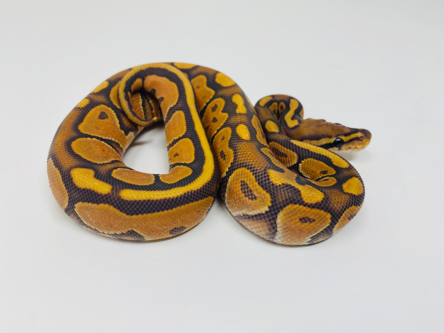 Black Pastel Orange Dream Enchi YB Orange Ghost Ball Python by Crash