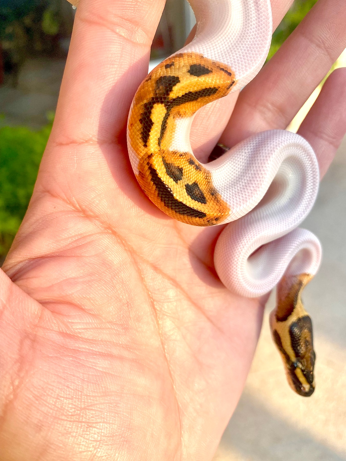 (Smiles)Fire GeneX Pumpkin Pied Female Ball Python by Rodarte Reptiles ...