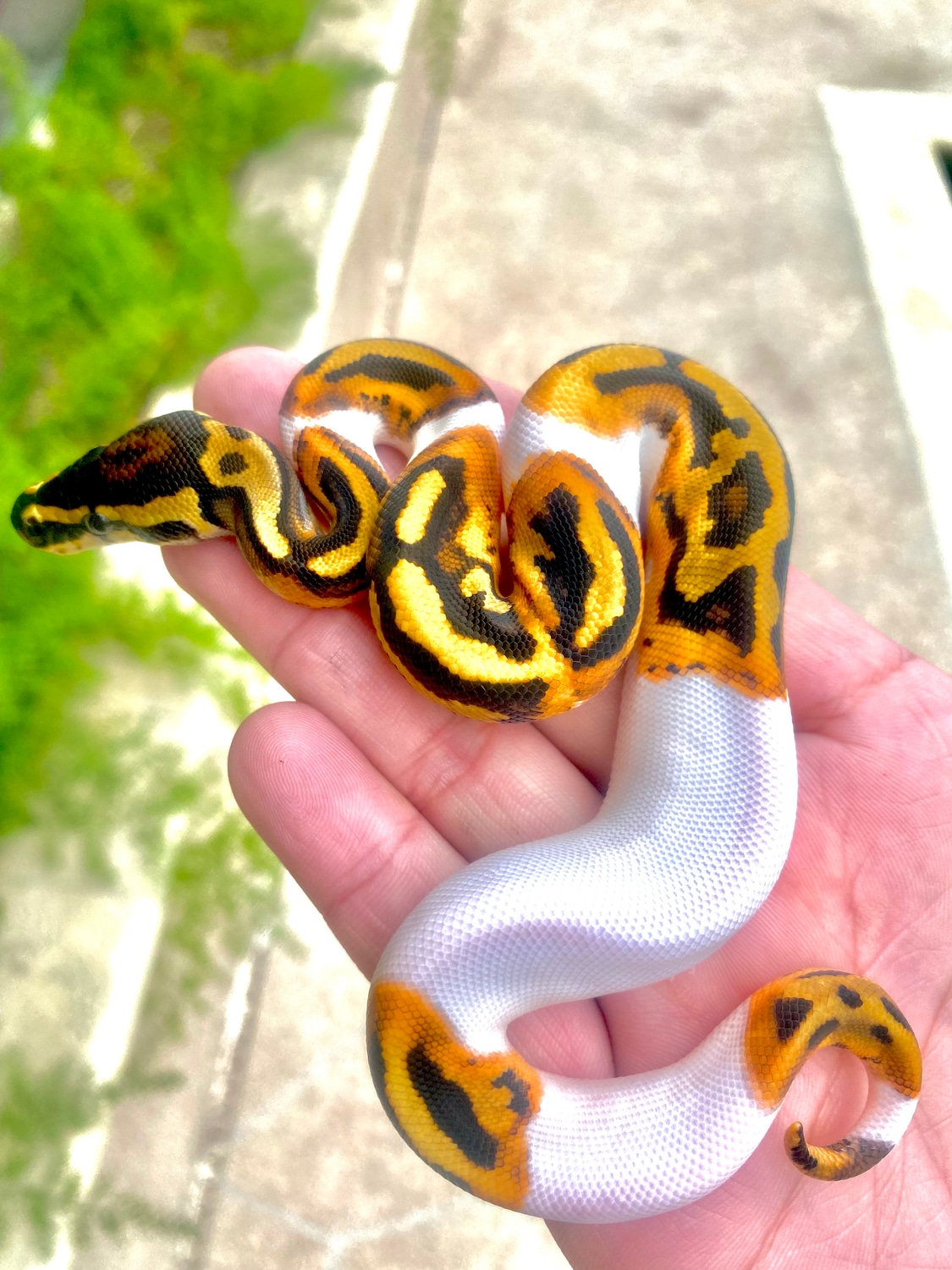 GeneX Pumpkin Pied (Pos Fire) Male Ball Python by Rodarte Reptiles ...