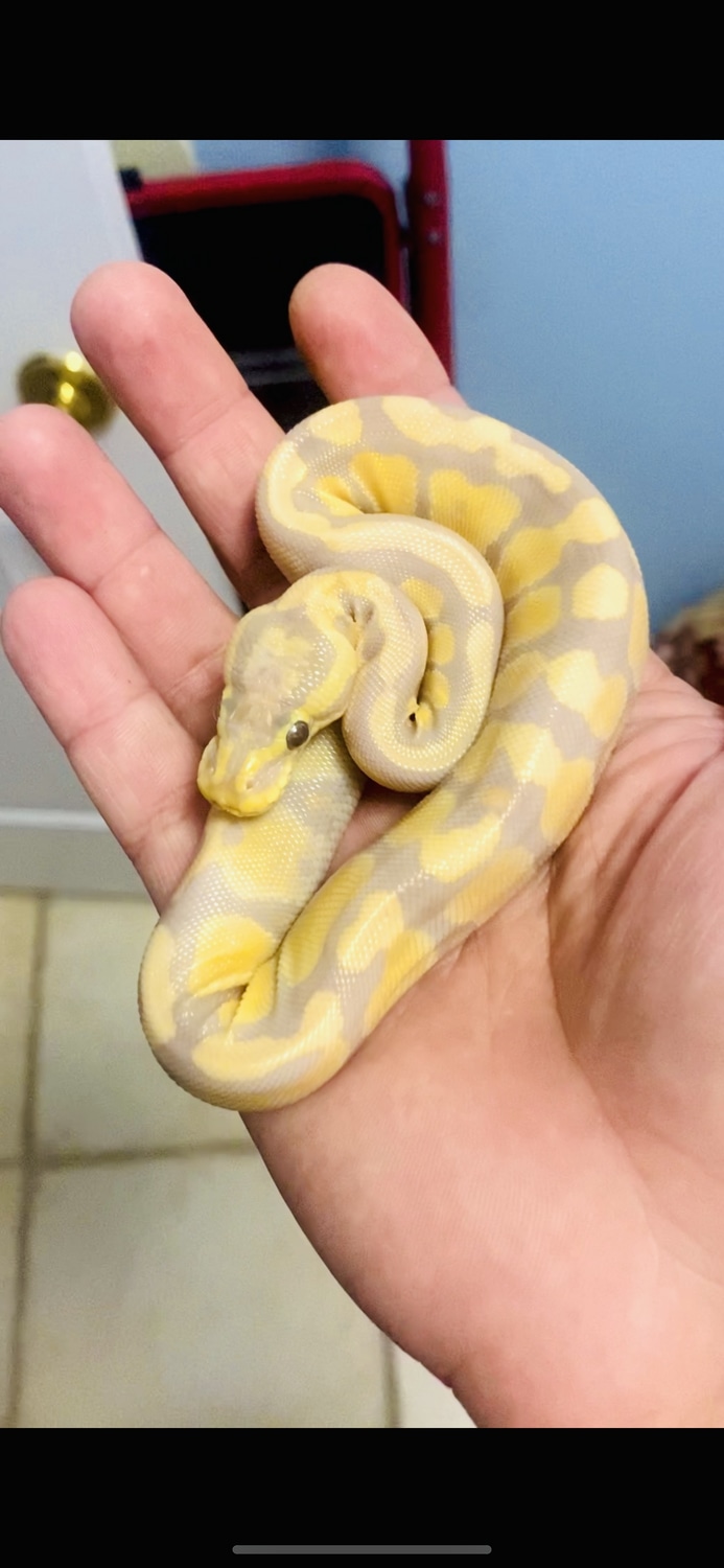 Rainbow Ghost Enchi Pastel Ball Python by Rodarte Reptiles - MorphMarket