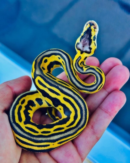 Leopard Fire Pastel Puzzle Orange Dream Het Clown Ball Python by ...