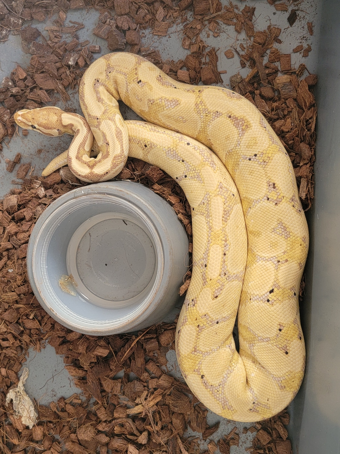 Banana Gravel Ball Python by ImpulseExotics MorphMarket