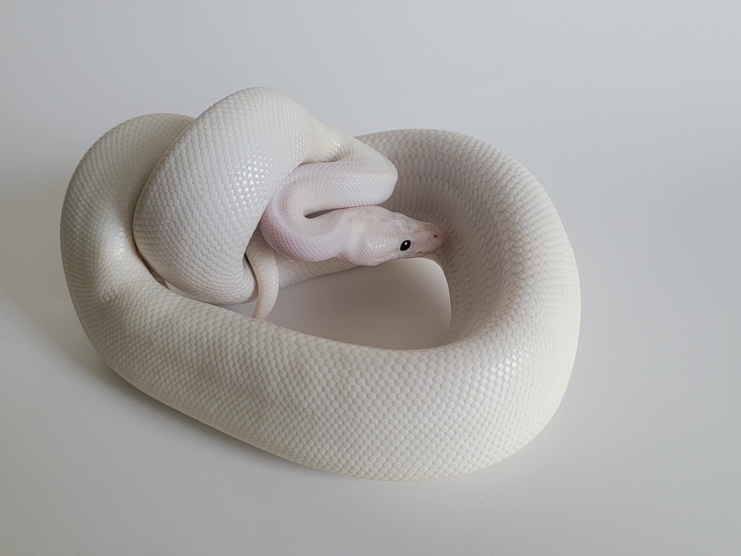 Banana Ivory Ball Python by ImpulseExotics MorphMarket