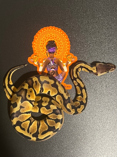 Pastel Het Clown 50% Het Ultramel Ball Python by Ancestral Royal Pythons