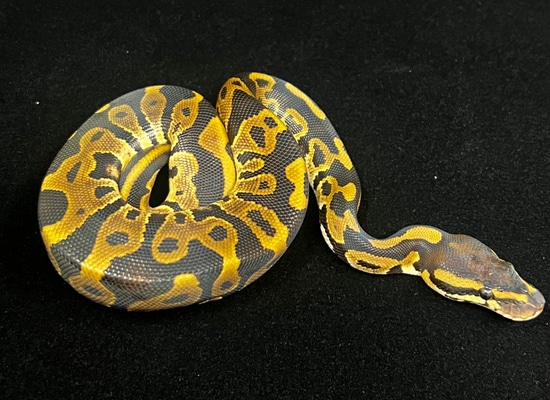 Leopard Het Ultramel Ball Python by Ancestral Royal Pythons