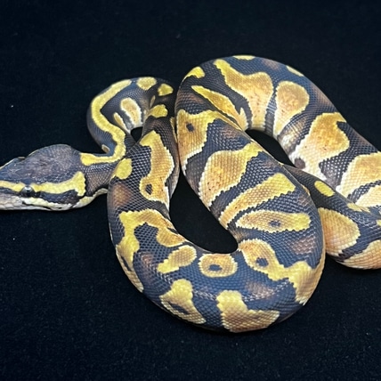 Ancestral Royal Pythons - MorphMarket