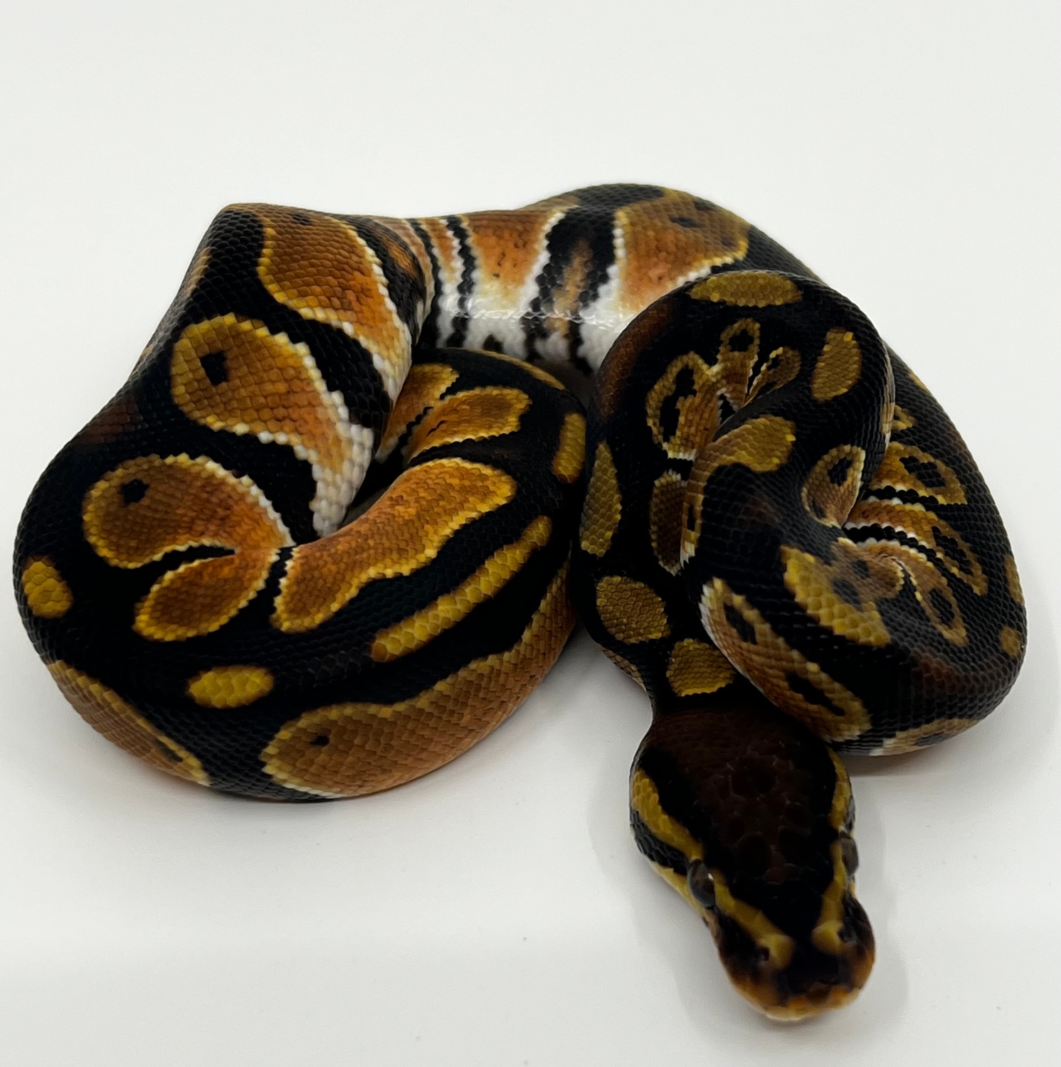 Orange Dream Het Sunset Ball Python by Ancestral Royal Pythons ...