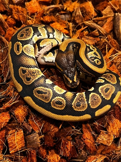 Mahogany Het Clown Ball Python by Ancestral Royal Pythons