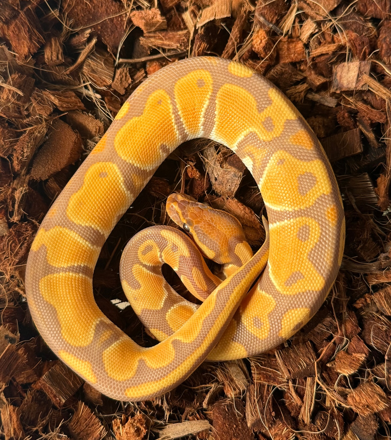 python functions – artofit Images High Quality Grahic Ancestral Royal Pythons