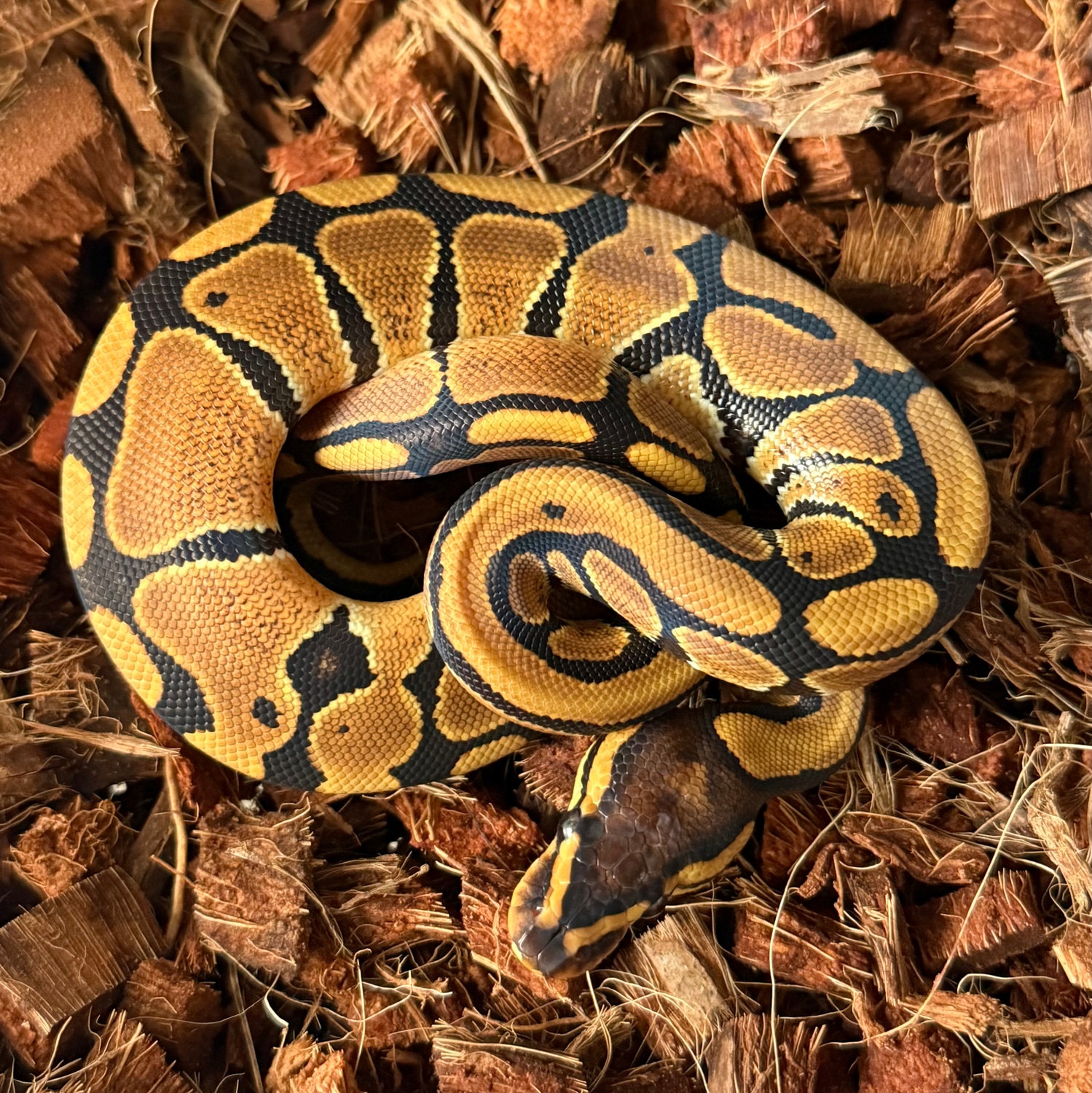 Ancestral Royal Pythons