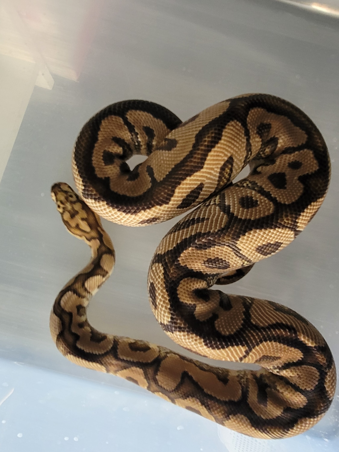 Spotnose Clown Ball Python by ERA Ball Pythons - MorphMarket
