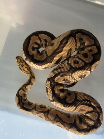 Spotnose Clown Ball Python by ERA Ball Pythons