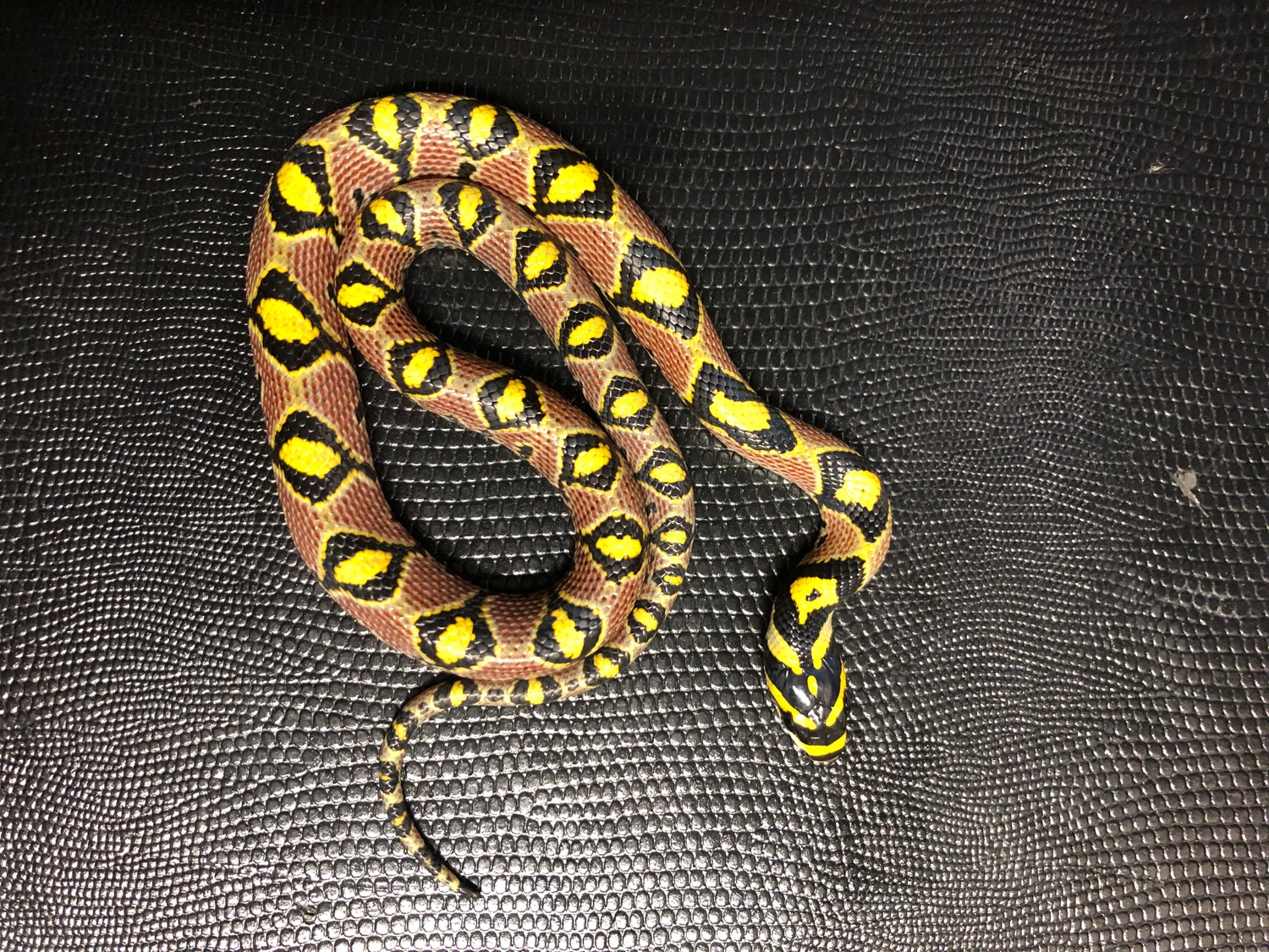 High Red Mandarin Rat Snake by Art Of Scales - MorphMarket