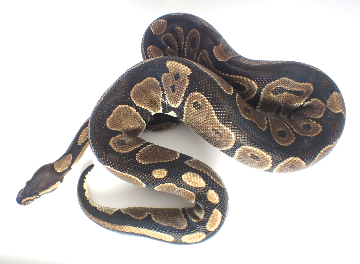 Adult Double-Het VPI Axanthic & Desert Ghost Ball Python by Southern ...
